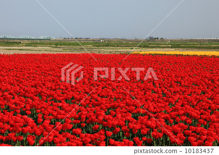 在新潟的鬱金香領域 在新潟的鬱金香領域 10183437