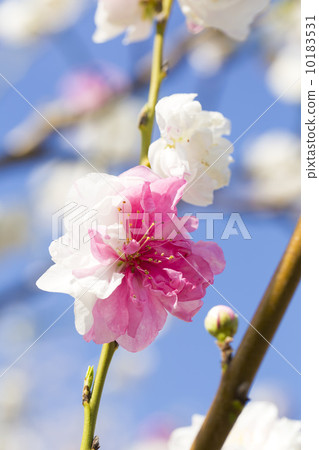 Red and white flower peaches 10183531