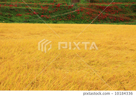Terraced rice field in Tozaki 10184336