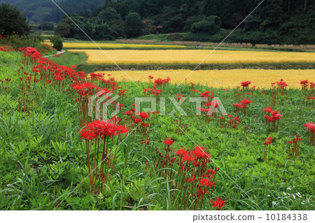 Terraced rice field in Tozaki 10184338