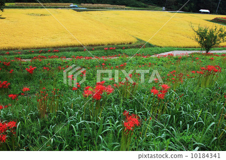 Terraced rice field in Tozaki Terraced rice field in Tozaki 10184341