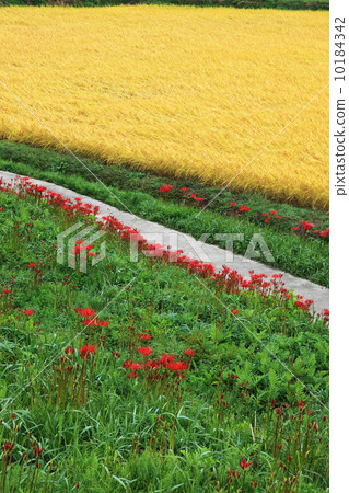 Terraced rice field in Tozaki 10184342