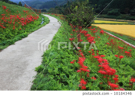 Terraced rice field in Tozaki 10184346