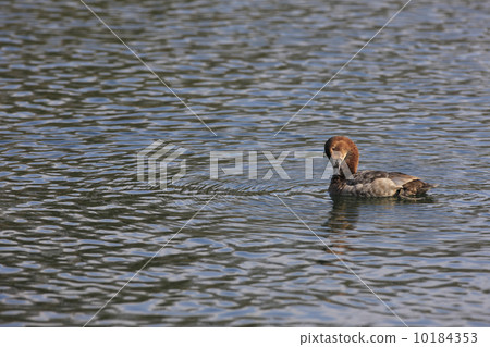 Hoshihaziro（女） 10184353