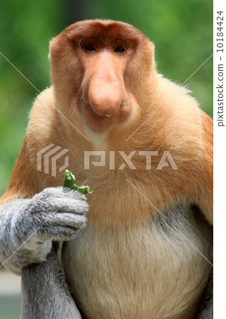 Monza monkey Monza monkey 10184424