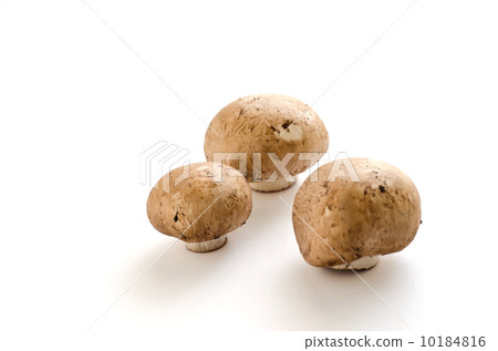 蘑菇 10184816