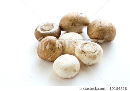 蘑菇 蘑菇 10184818
