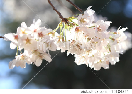 When natural plant planting flowers only Yoshino cherry blossoms dense 10184865
