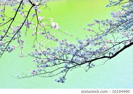 Cherry blossoms in spring full bloom 10184990