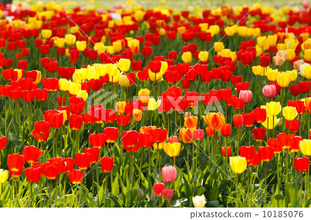 鬱金香盛開 10185076