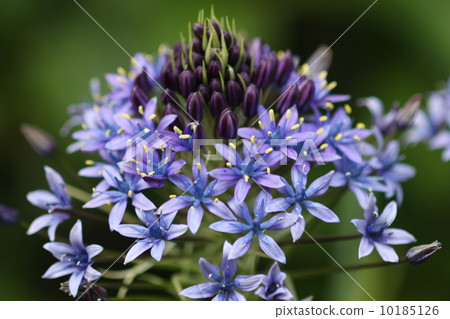 Otorubo一個輪子 Otorubo一個輪子 10185126