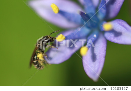 Otsurubo和蜜蜂 10185127