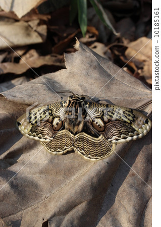 森林藝術Ibotaga 10185161