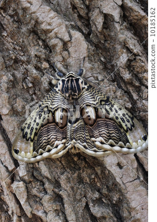 森林藝術Ibotaga 10185162