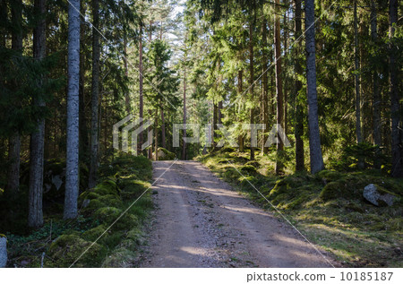 Dirt road through a shiny forest 10185187