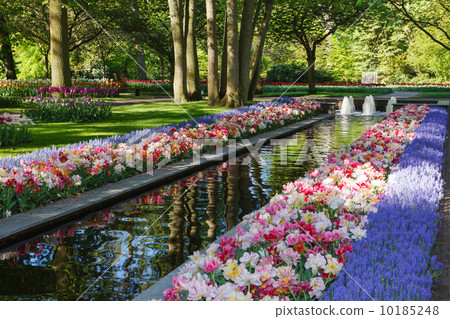 Keukenhof - Largest flower garden in Europe - Holland 10185248