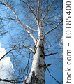 Birch Tree 10185400