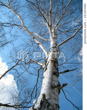 白樺樹 10185400