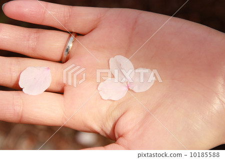 櫻花花瓣和手 10185588
