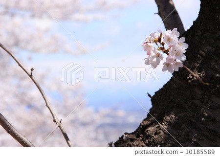 櫻桃樹 10185589