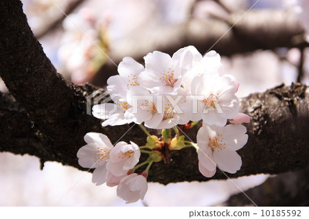 Cherry Blossoms	 10185592