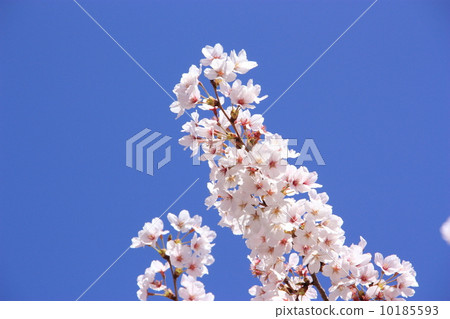 Cherry Blossoms	 10185593