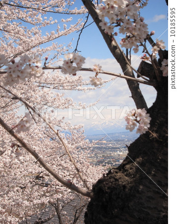 Cherry Blossoms	 10185595