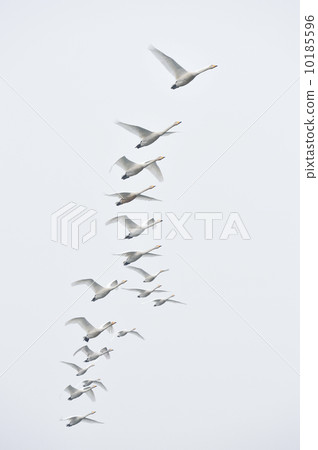 天鵝群在2014年3月白色回到Kitaiguchi 10185596