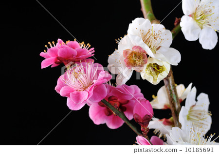梅花 梅花 10185691
