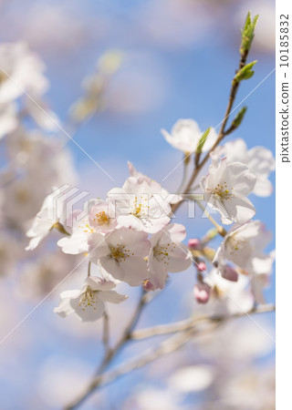 bloom, blossom, blossoms 10185832