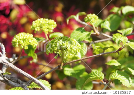 Odemari flowers that began to open 10185837