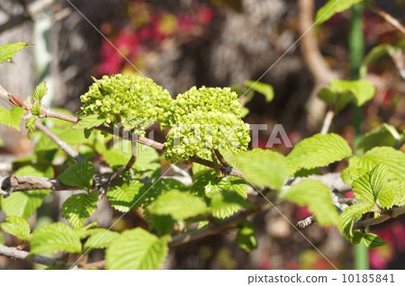 Odemari flowers that began to open 10185841