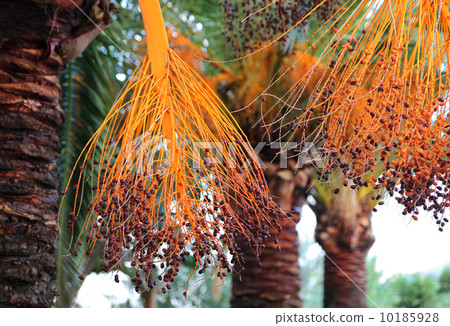 Branch of palm with bright fruits Branch of palm with bright fruits 10185928