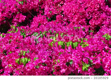 Beautiful bougainvillea background Beautiful bougainvillea background 10185929