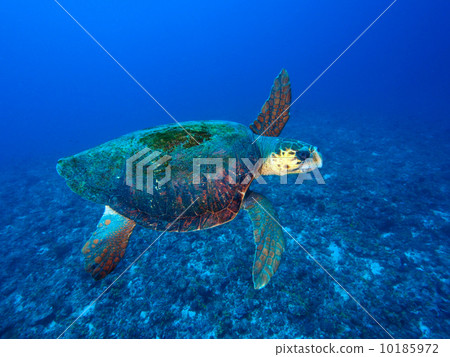 Loggerhead turtle Loggerhead turtle 10185972
