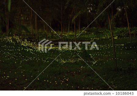 Hime firefly 2 Hime firefly, Hime firefly, 10186043