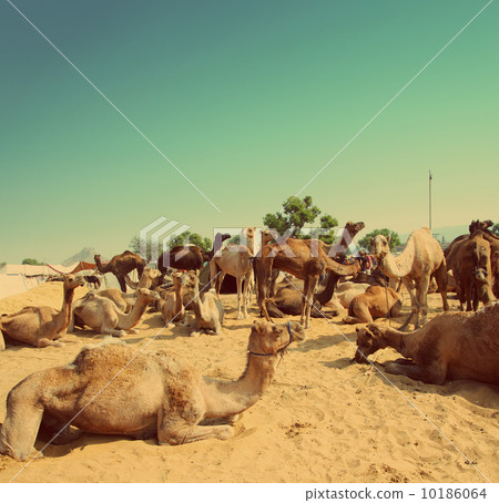 Pushkar Camel Fair - vintage retro style Pushkar Camel Fair - vintage retro style 10186064