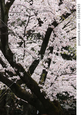 full bloom full bloom 10186293