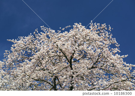 櫻花盛開 櫻花盛開 10186300