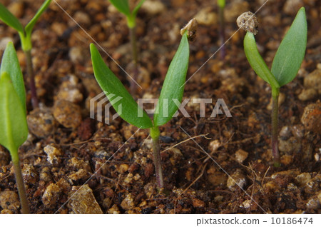 Germination of green peppers 10186474