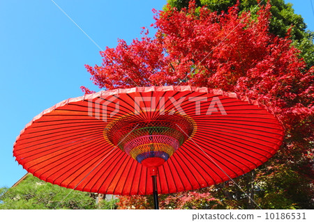 Wagasu and autumn leaves 10186531