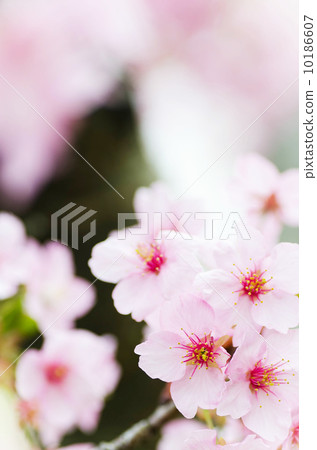 櫻花 櫻花 10186607