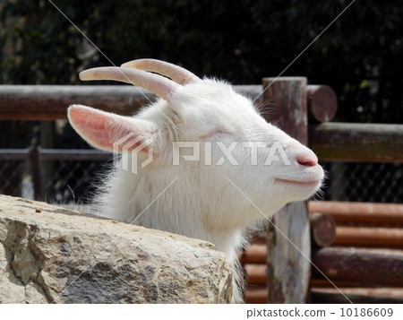 A goat's nap A goat's nap 10186609