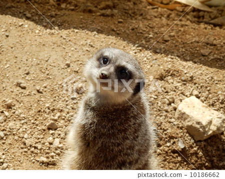 meerkat  10186662