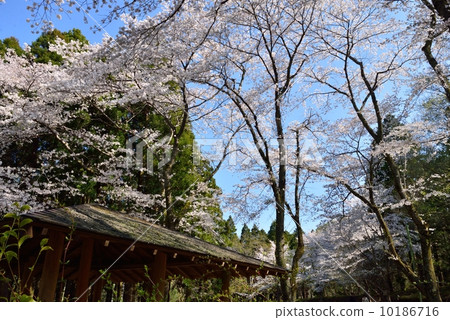 洞爺和櫻花 10186716