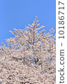 藍天和櫻花 10186717