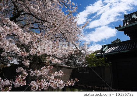 The Imperial Palace and the cherry tree 10186752