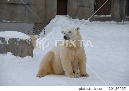 Polar bear in winter Polar bear in winter 10186965