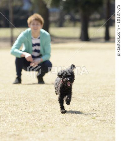 Running black toy poodle Running black toy poodle 10187075