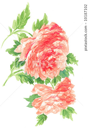 毛茛屬植物 水彩畫 花朵 10187102